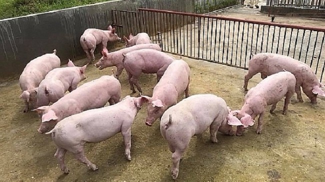 Giá lợn hơi hôm nay 30/6/2022: Tăng nhẹ toàn thị trường