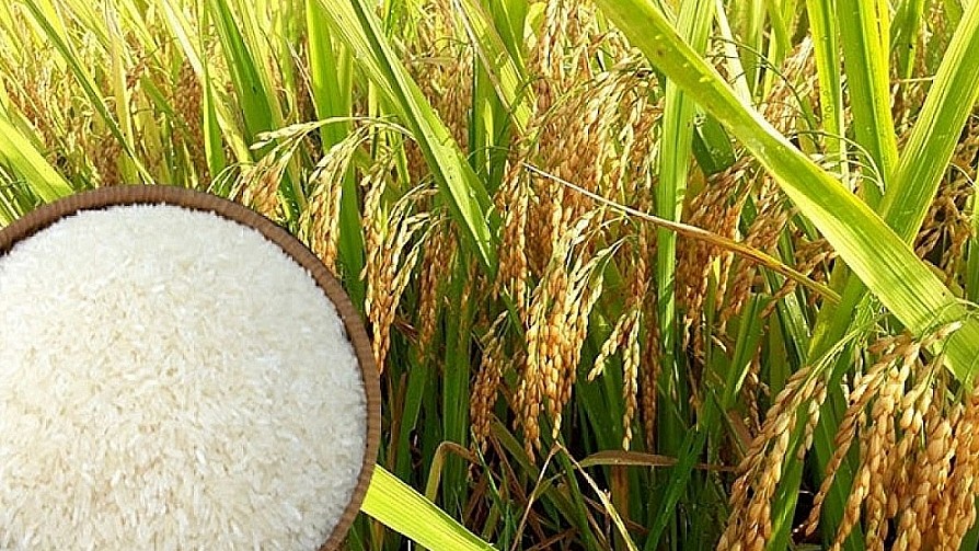 Giá lúa gạo hôm nay 30/6/2022: Giá lúa tăng 300 đồng/kg