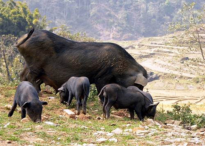 Lợn cắp nách Sapa được nuôi thả tự do, không chuồng trại, không người chăm sóc
