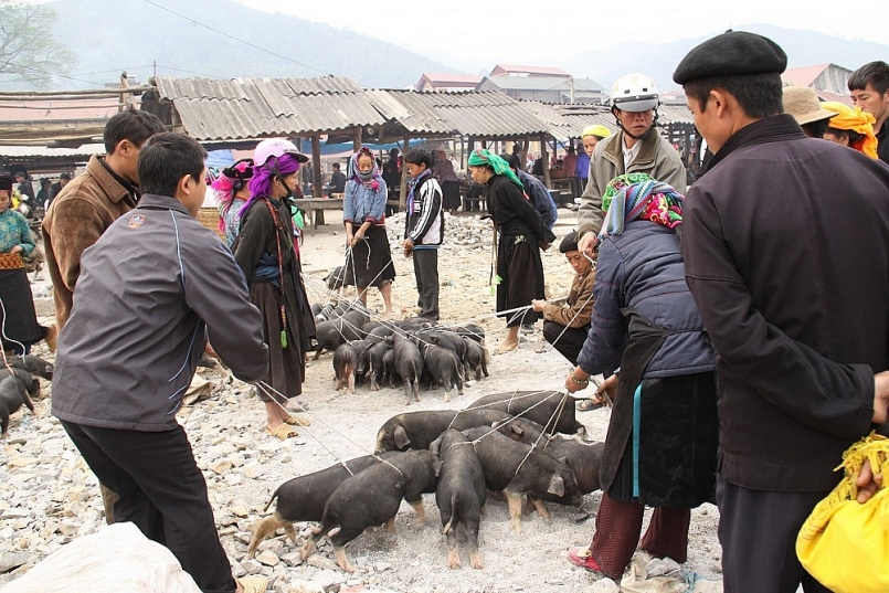 Đến các chợ phiên ở Lao Cai, du khách dễ dàng bắt gặp hình ảnh người dân bày bán lợn cắp nách