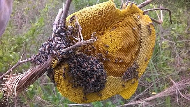 Một tổ ong cỡ lớn (Ảnh sưu tầm)