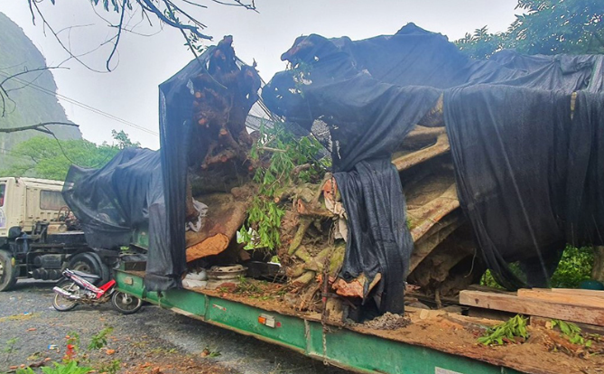 Quảng Bình: Bắt giữ ô tô đầu kéo vận chuyển gỗ trái phép