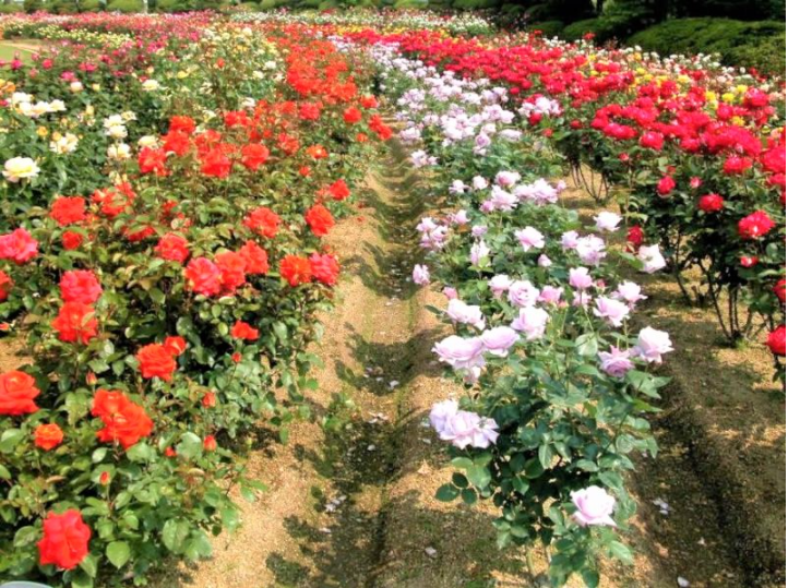 Thung lũng hoa hồng quy tụ rất nhiều giống hoa hồng đến từ Sapa và nhiều nơi khác trên thế giới
