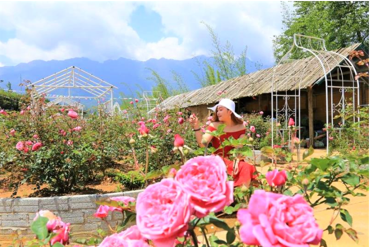 Nhắc đến những địa điểm du lịch đẹp ở Sapa thì du khách không thể bỏ qua thung lũng hoa hồng