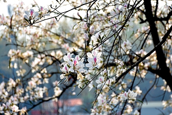 Hoa ban là loài hoa có sắc trắng điểm màu tím biểu tượng núi rừng Tây Bắc.