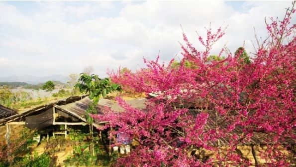 Thưởng ngoạn hoa anh đào Nhật Bản nở rộ giữa lòng hồ Pa Khoang
