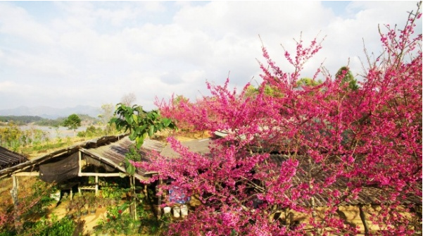 Vườn hoa anh đào trên hòn đảo giữa hồ Pá Khoáng. Ảnh-tranlesakura.com.vn