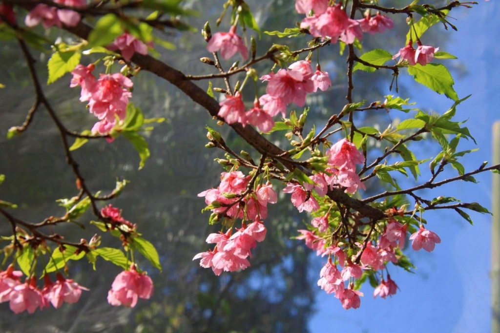 Thưởng ngoạn hoa anh đào Nhật Bản nở rộ giữa lòng hồ Pa Khoang