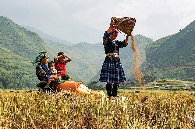 Người dân H’mông  thu hoạch lúa