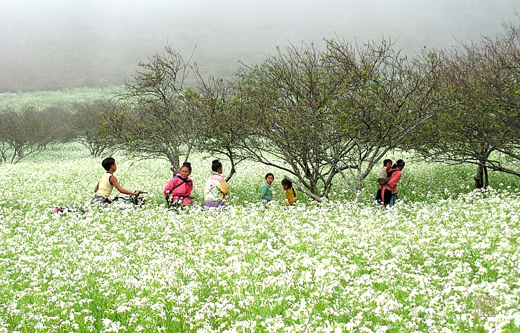 Mùa hoa cải trắng Mộc Châu
