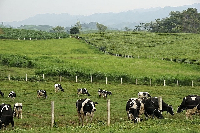Những con bò sữa lốm đốm trên thảo nguyên là hình ảnh rất quen thuộc của Mộc Châu.