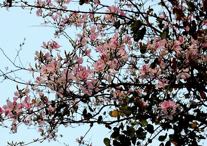 Cao nguyên Mộc Châu miền đất bốn mùa hoa nở