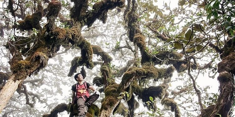Khu rừng nguyên sinh kỳ lạ tại Khang Su Văn