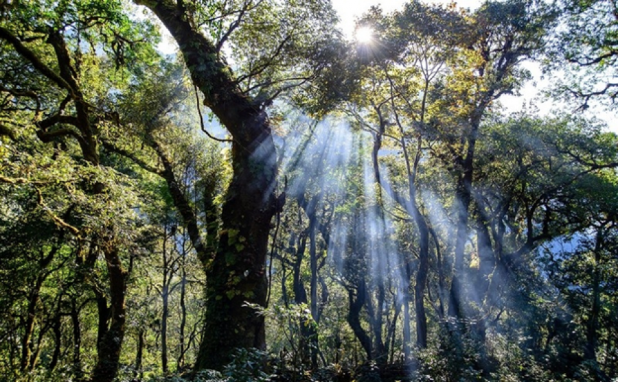 Review du lịch Lai Châu: Trekking Tả Liên Sơn – khám phá khu rừng cổ tích