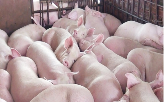Cập nhật giá lợn hơi hôm nay 05/10/2021: Giảm mạnh tại nhiều tỉnh thành