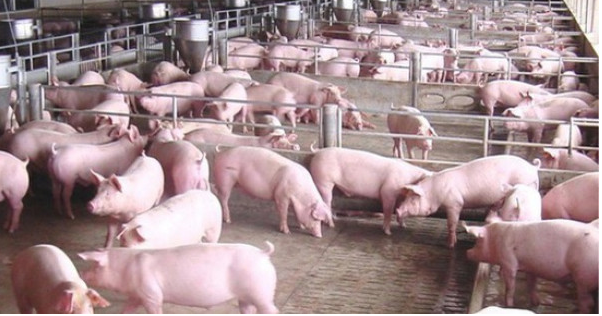 Cập nhật giá lợn hơi hôm nay 8/10: Tiếp tục giảm 1.000 - 2.000 đồng/kg ở miền Nam