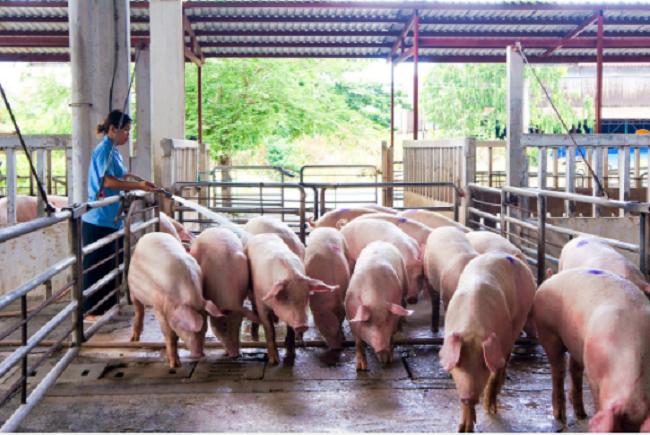 Cập nhật giá lợn hơi hôm nay 9/10/2021: Giảm 1.000 đồng/kg ở miền Nam