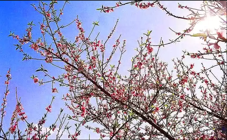 Bản Pa Phách - “Thiên đường hoa” của cao nguyên Mộc Châu