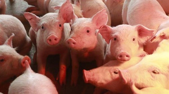 Cập nhật giá lợn hơi hôm nay 12/10/2021: Ba miền tiếp tục điều chỉnh giảm