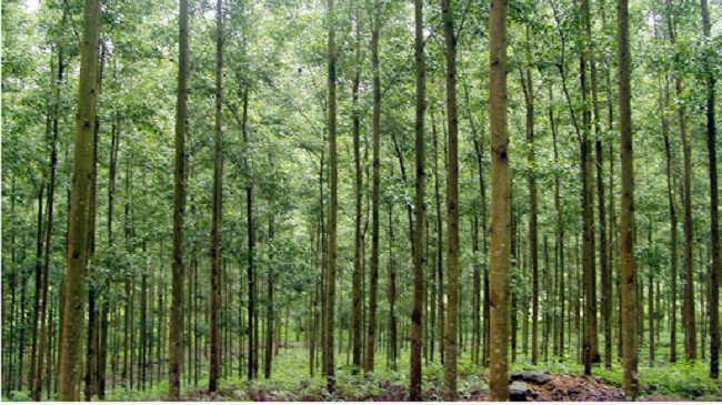 Thẩm quyền chuyển đổi mục đích sử dụng đất rừng sản xuất