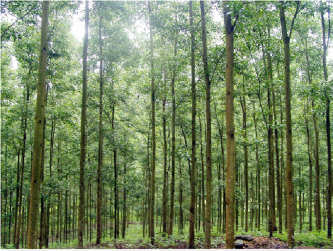 Thẩm quyền chuyển đổi mục đích sử dụng đất rừng sản xuất