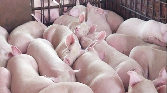 Cập nhật giá lợn hơi hôm nay 13/10/2021: Tiếp tục giảm trên diện rộng