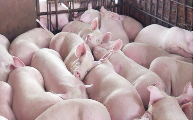 Cập nhật giá lợn hơi hôm nay 13/10/2021: Tiếp tục giảm trên diện rộng
