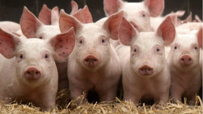 Cập nhật giá lợn hơi hôm nay 14/10/2021: Giảm mạnh ở miền Nam