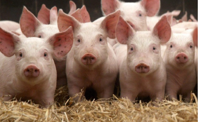 Cập nhật giá lợn hơi hôm nay 14/10/2021: Giảm mạnh ở miền Nam