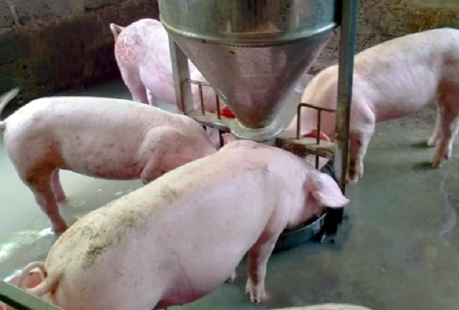 Cập nhật giá lợn hơi hôm nay 15/10/2021: Điều chỉnh 1.000 - 4.000 đồng/kg