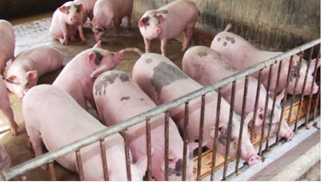 Cập nhật giá lợn hơi hôm nay 21/10/2021: Giảm tại nhiều địa phương