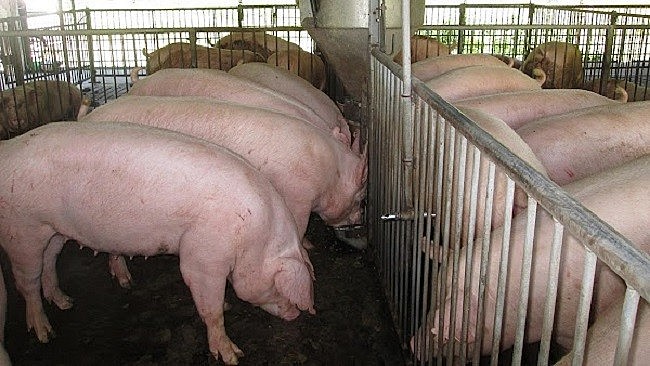 Cập nhật giá lợn hơi hôm nay 22/10/2021: Tăng 1.000 - 5.000 đồng/kg