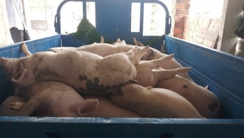 Quảng Nam: Tiêu hủy 16.000 con lợn mắc bệnh dịch tả lợn châu Phi