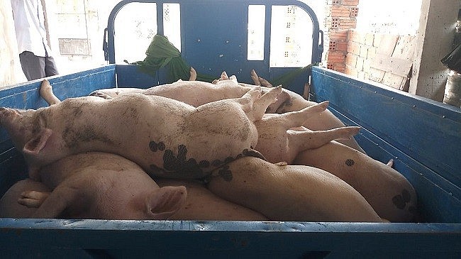 Quảng Nam: Tiêu hủy 16.000 con lợn mắc bệnh dịch tả lợn châu Phi