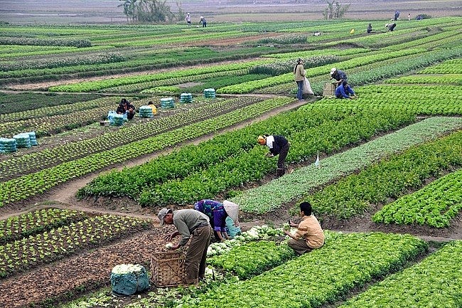 Làm nông nghiệp có được hỗ trợ theo diện lao động tự do?