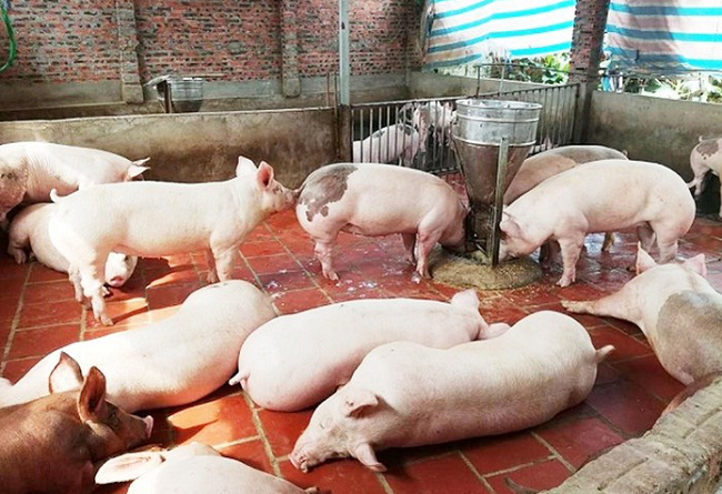 Cập nhật giá lợn hơi hôm nay 5/11/2021: Đồng loạt giảm tai các tỉnh trên cả nước