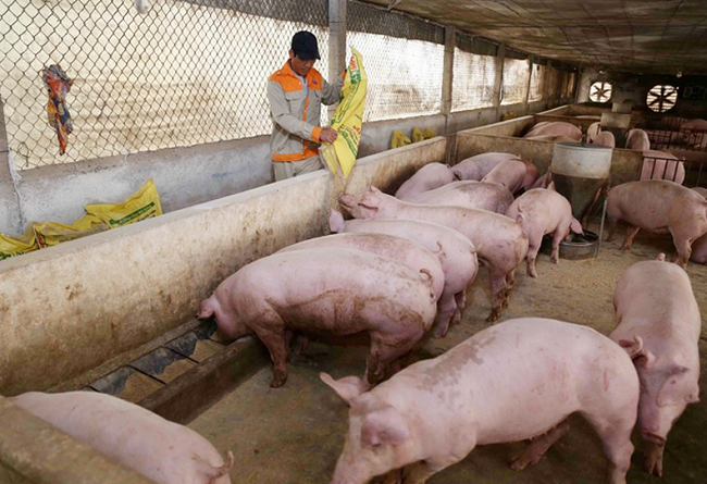 Cập nhật giá lợn hơi hôm nay 6/11/2021: Giảm rải rác ở nhiều tỉnh thành