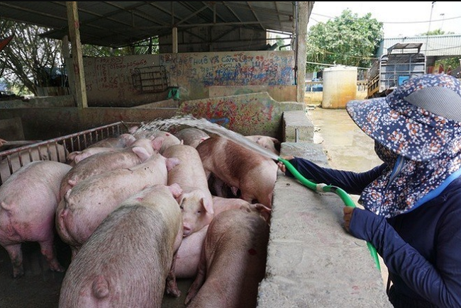 Cập nhật giá lợn hơi hôm nay 7/11/2021: Giảm từ 1.000 – 3.000 đồng/kg tại miền Bắc
