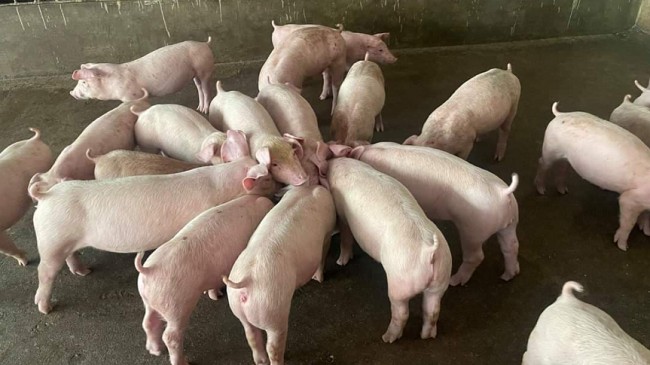 Cập nhật giá lợn hơi hôm nay 8/11/2021: Đồng loạt giảm