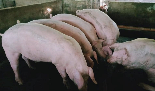 Cập nhật giá lợn hơi hôm nay 16/11/2021: Giảm từ 1.000 - 3.000 đồng/kg tại miền Bắc
