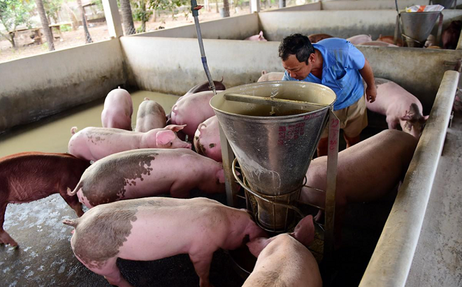 Cập nhật giá lợn hơi hôm nay 29/11/2021: Tăng nhẹ tại miền Nam