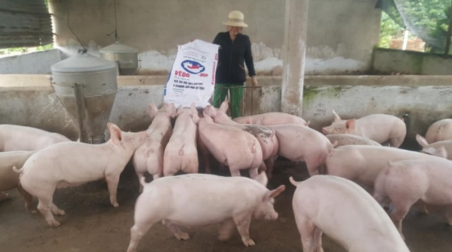 Cập nhật giá lợn hơi hôm nay 01/12/2021: Duy trì đà tăng ở ba miền