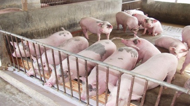Cập nhật giá lợn hơi hôm nay 6/12/2021: Tiếp tục tăng ở hai miền Bắc - Nam