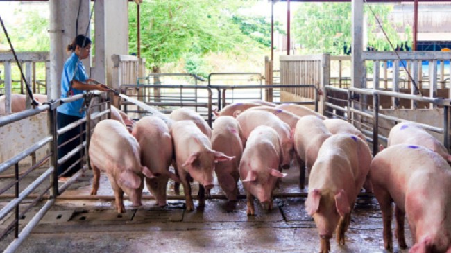 Cập nhật giá lợn hơi hôm nay 7/12/2021: Đồng loạt tăng