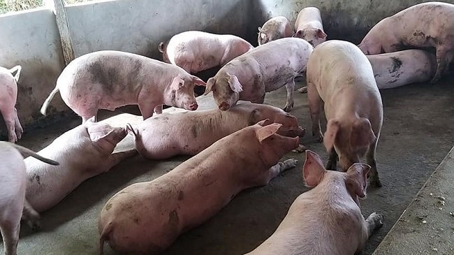 Cập nhật giá lợn hơi hôm nay 21/12/2021: Đồng loạt giảm