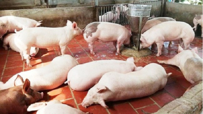 Cập nhật giá lợn hơi hôm nay 26/12/2021: Đồng loạt giảm