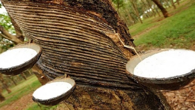 Cập nhật giá cao su hôm nay 30/12/2021: Tăng mạnh trên các sàn Châu Á