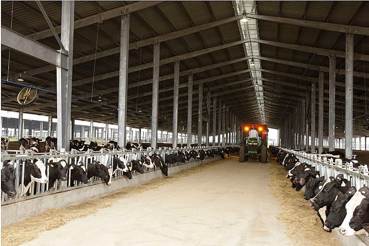 TH gia tăng mạnh mẽ quy mô đàn bò, đáp ứng tăng trưởng sức mua các sản phẩm sữa tươi sạch