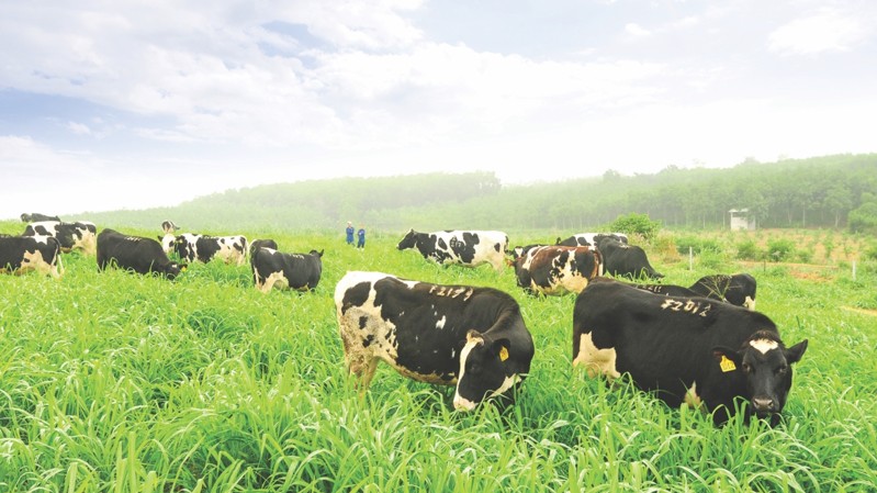 Cụm trang trại bò sữa TH: Nơi công nghệ đầu cuối thế giới “nâng bước” nền nông nghiệp xanh