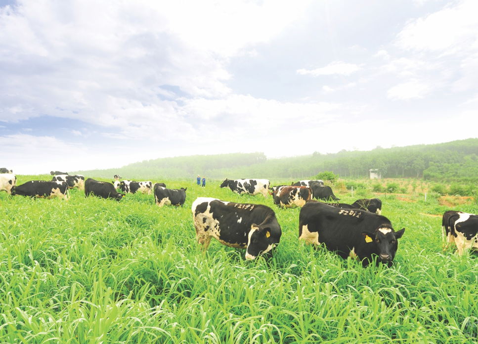 Cụm trang trại bò sữa TH: Nơi công nghệ đầu cuối thế giới “nâng bước” nền nông nghiệp xanh